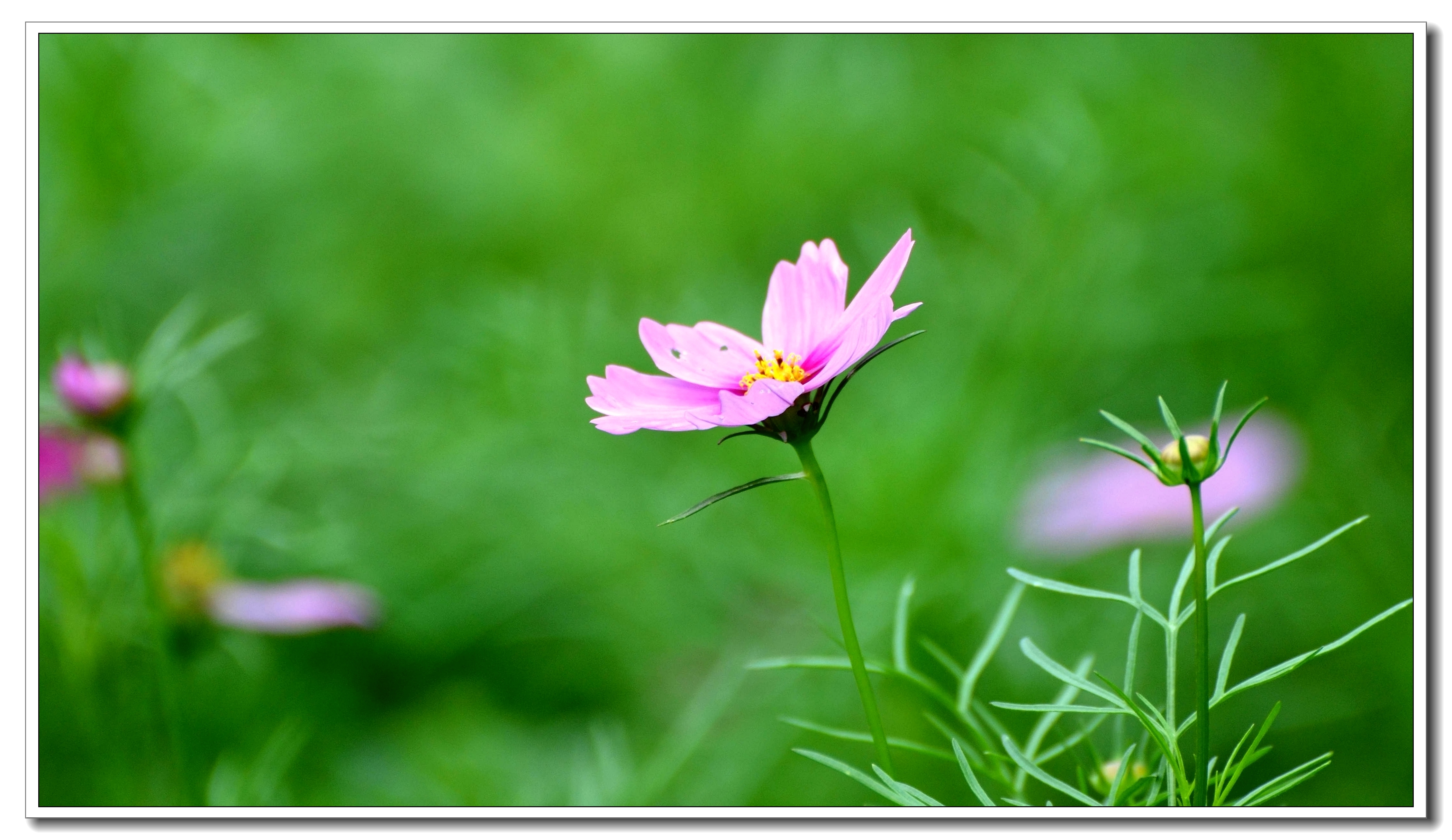 格桑花幸福花