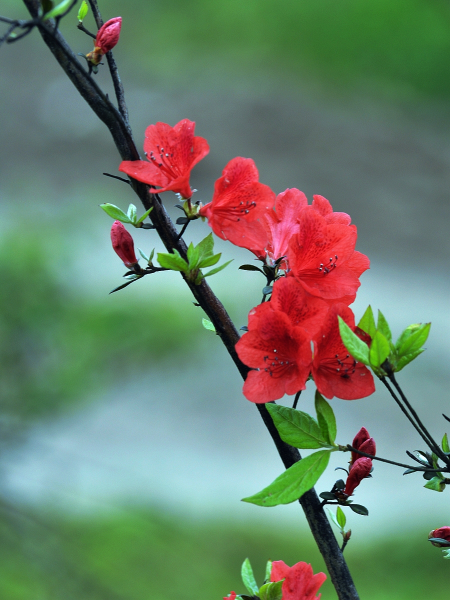 【美丽的杜鹃花摄影图片】湘渝·川河界生态摄影_摄行