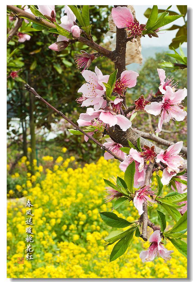 春风送暖桃花红 (共 26 p)