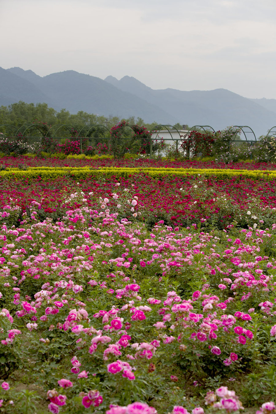 秦岭花海