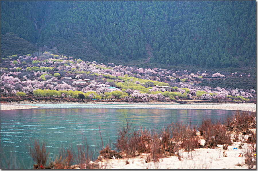 清明林芝行嘎拉桃花村