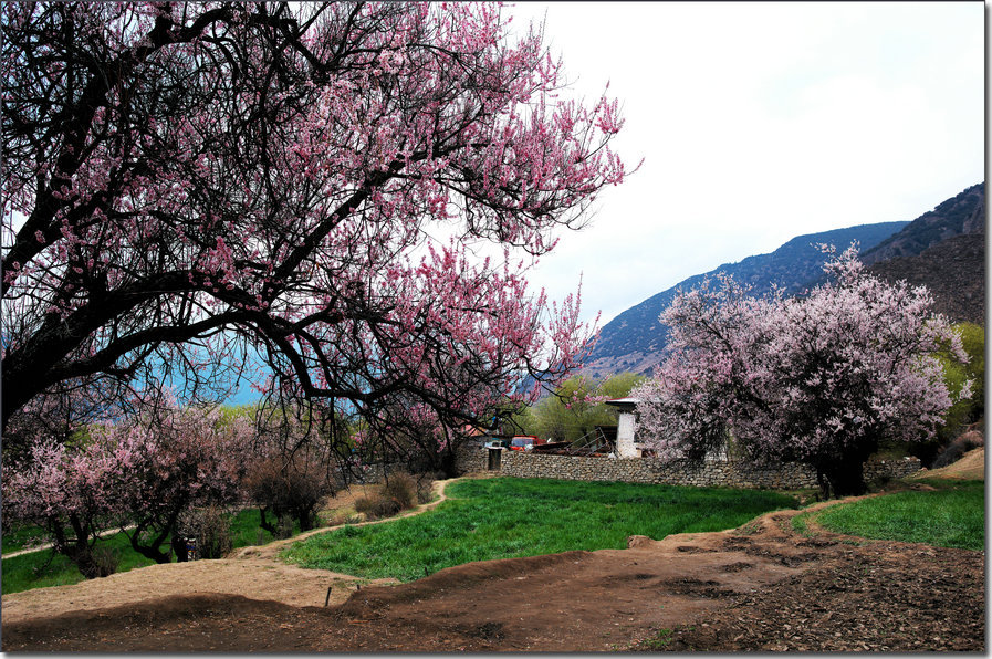 清明林芝行嘎拉桃花村