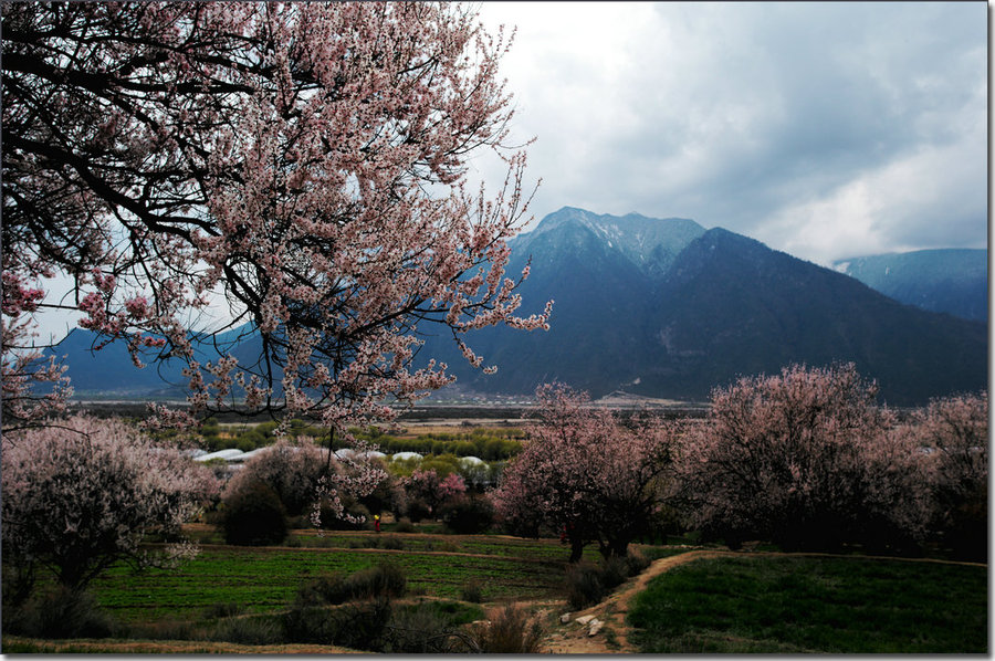 清明林芝行嘎拉桃花村