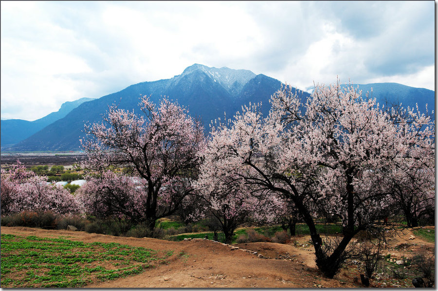 清明林芝行嘎拉桃花村