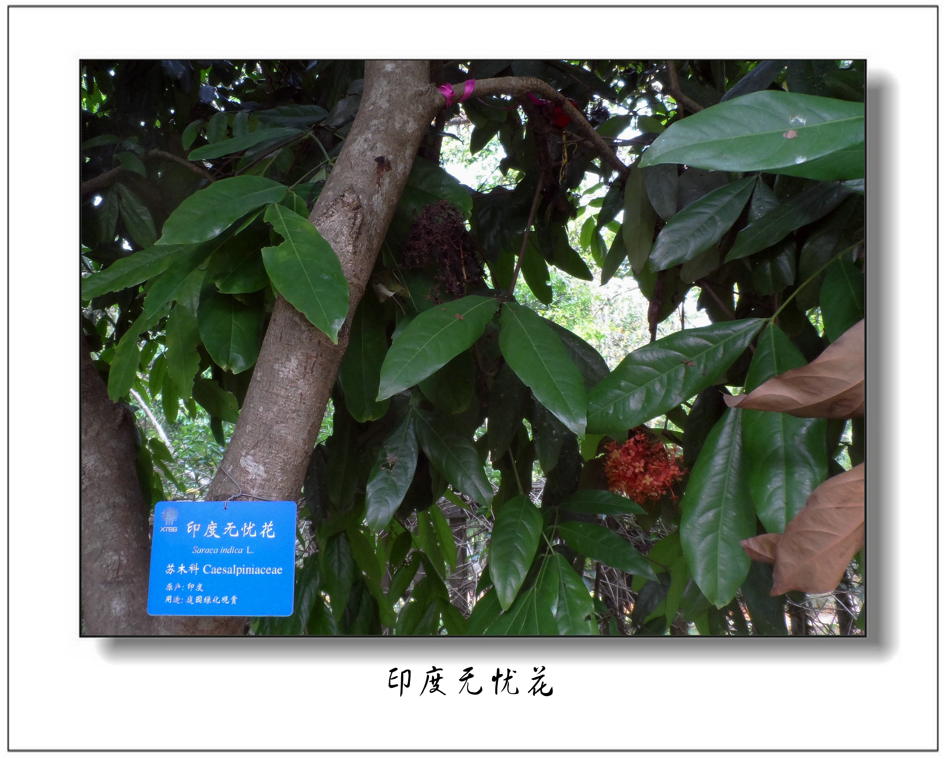 【中科院版纳植物园摄影图片】云南西双版纳生态摄影_qweewqqwe