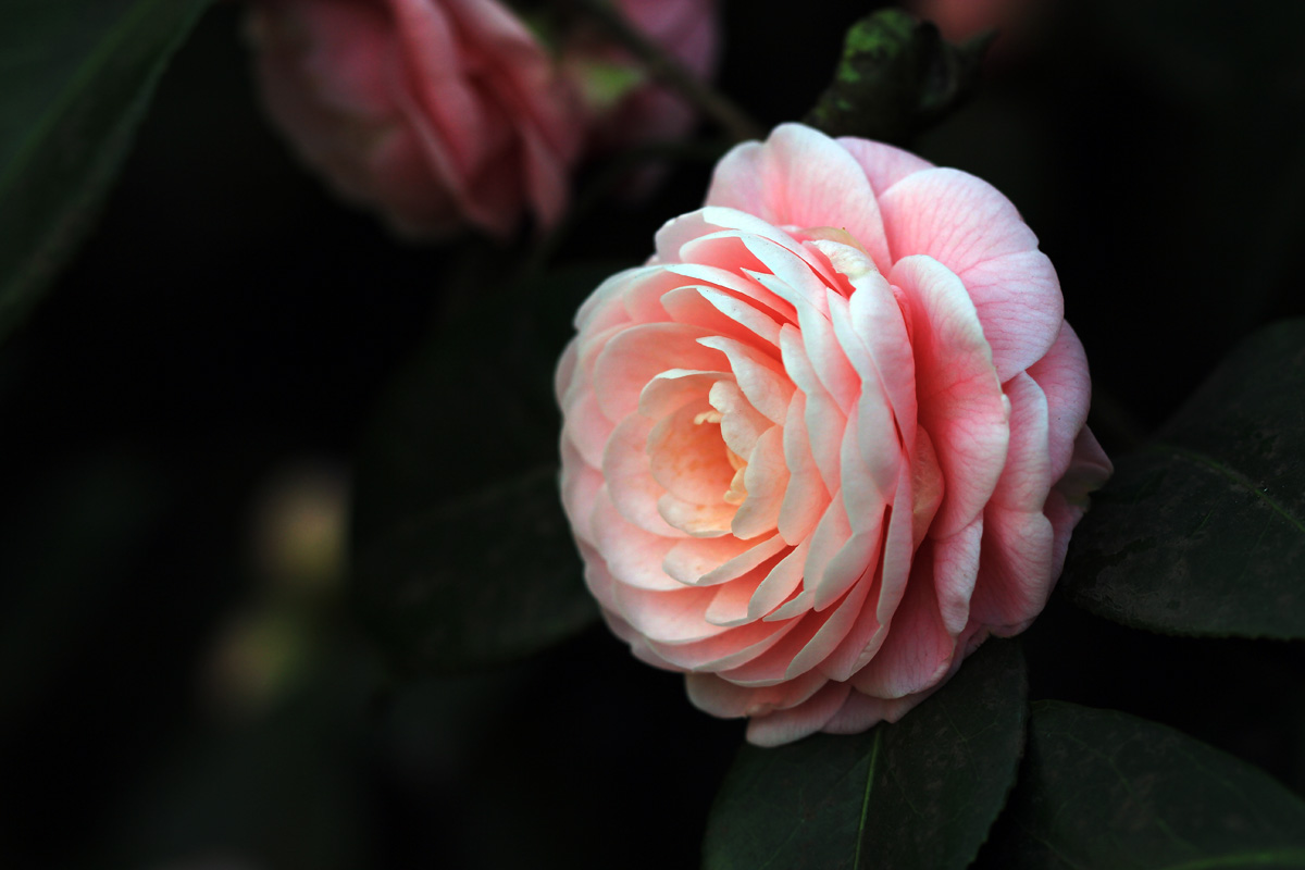 茶花