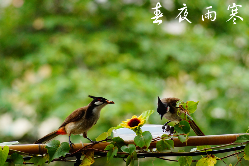 春去花还在,人来鸟不惊