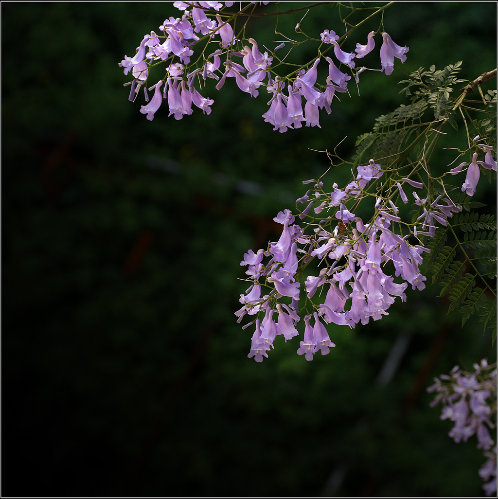 蓝花楹【2014年花之系列片】