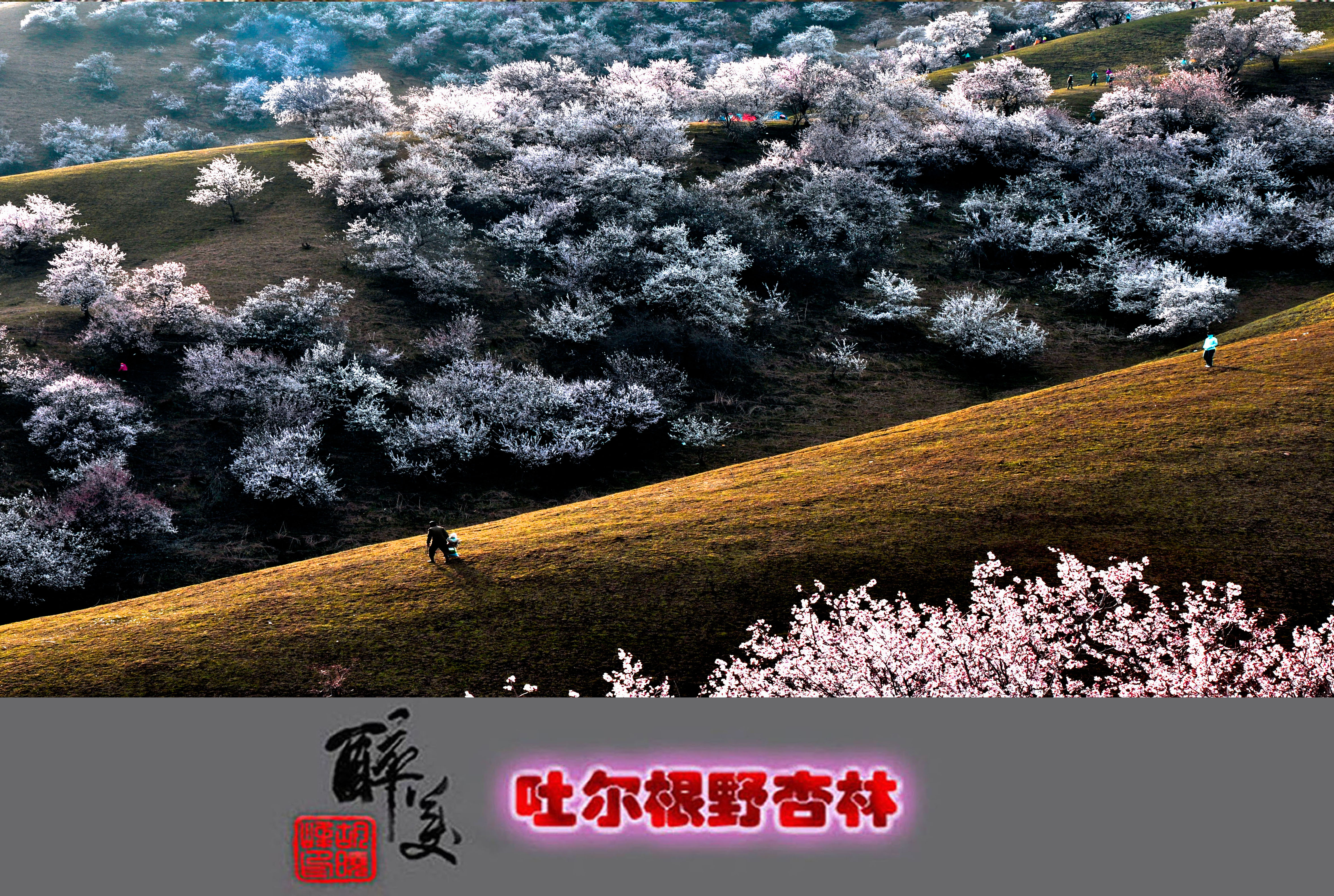 杏林吐艳