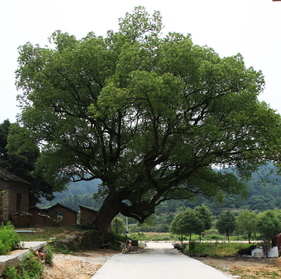 庐山栖贤寺太乙村