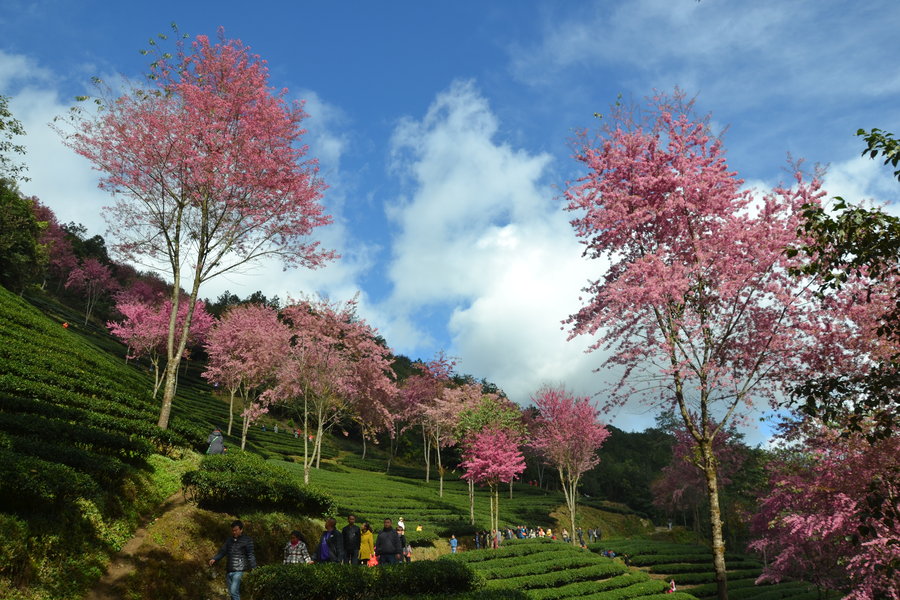 无量山樱花谷