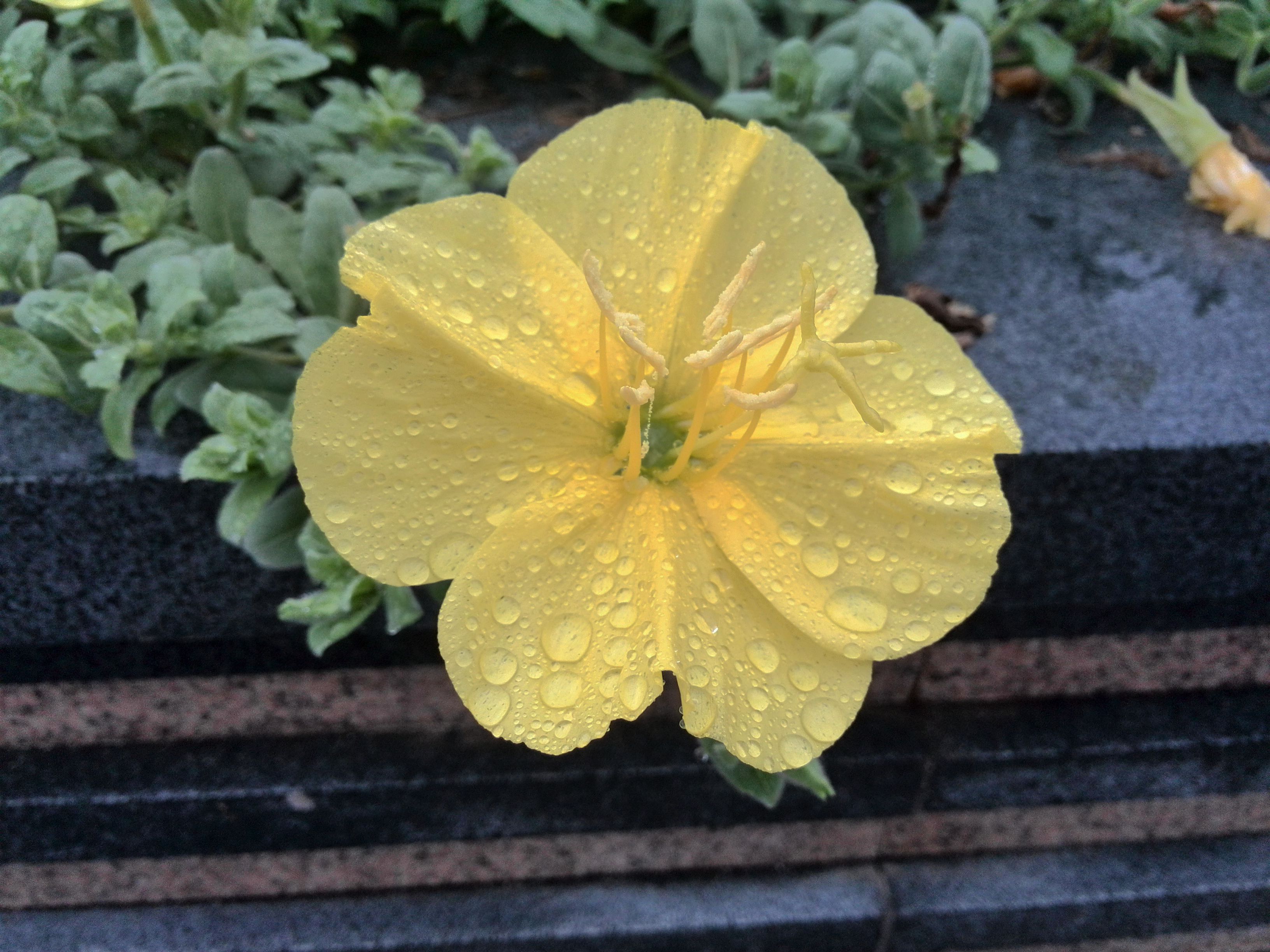 早晨的雨露