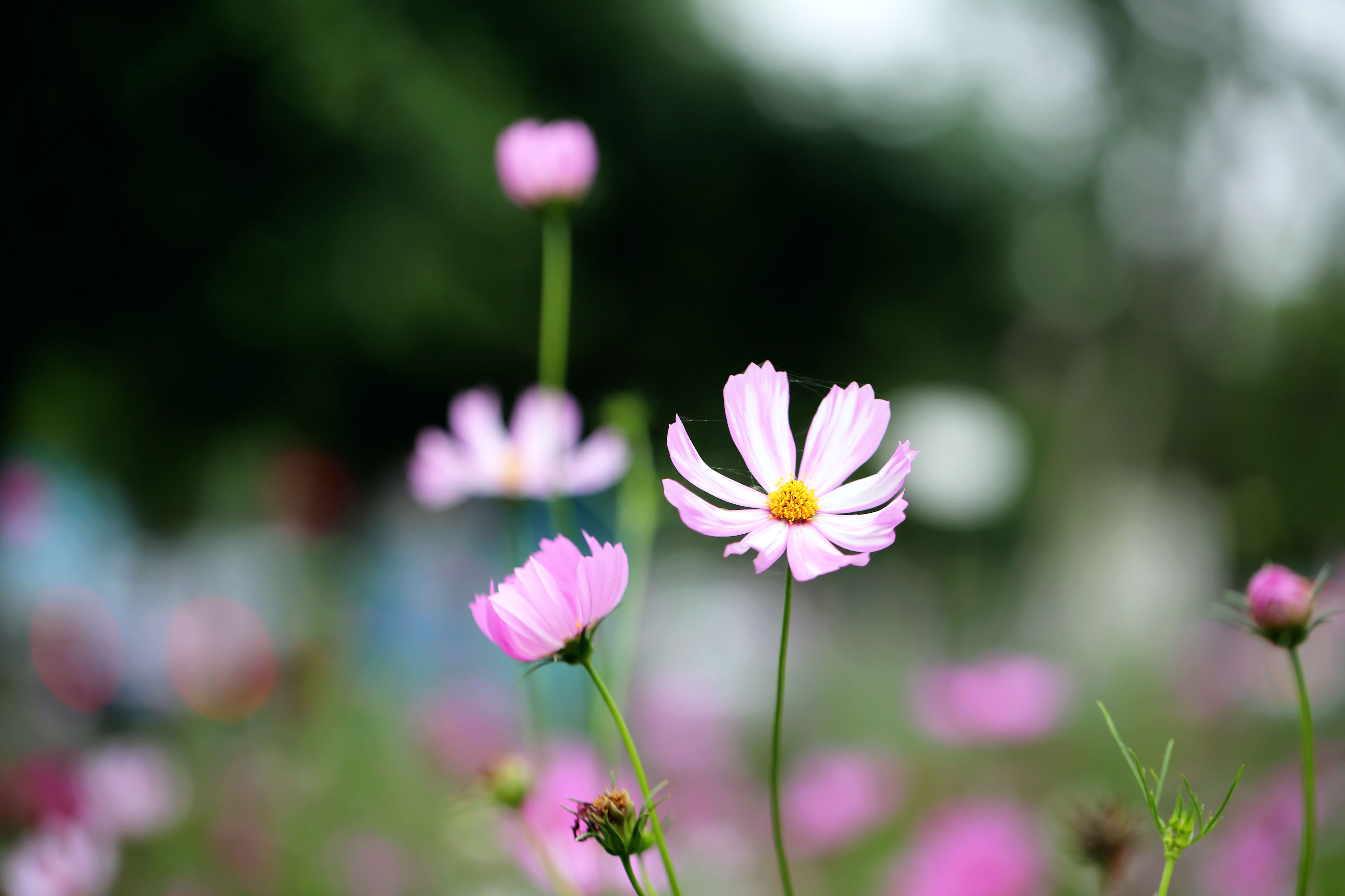 初夏格桑花