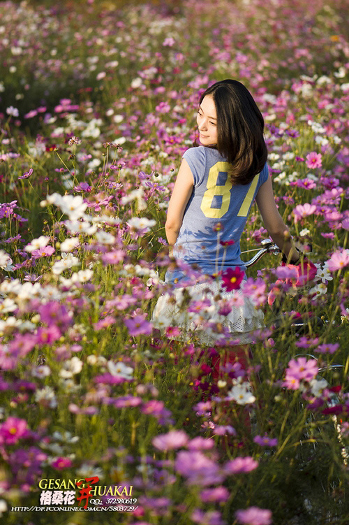 格桑花开