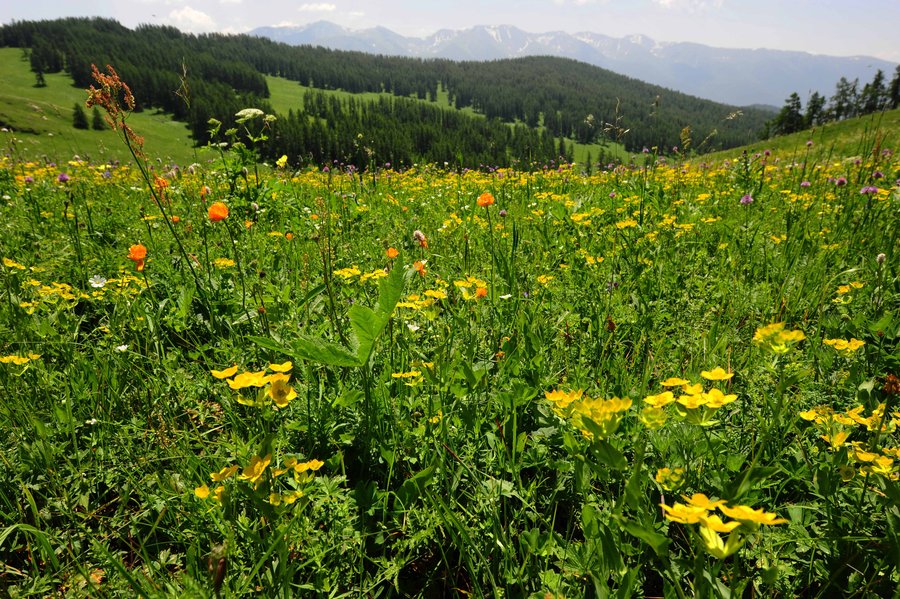 【天山红花摄影图片】喀纳斯风光旅游摄影