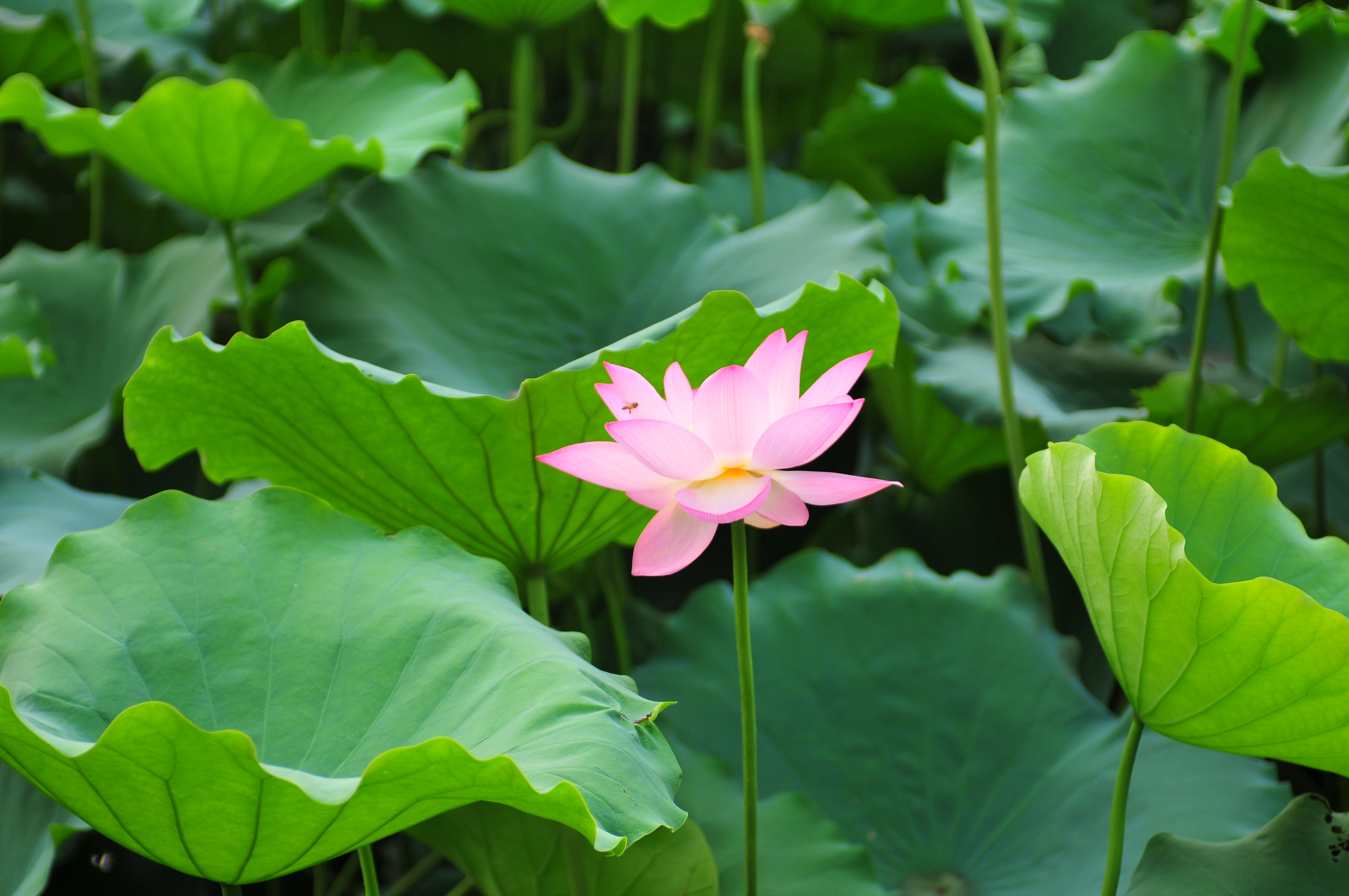 荷花~