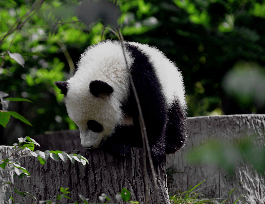 【大熊猫摄影图片】四川成都生态摄影