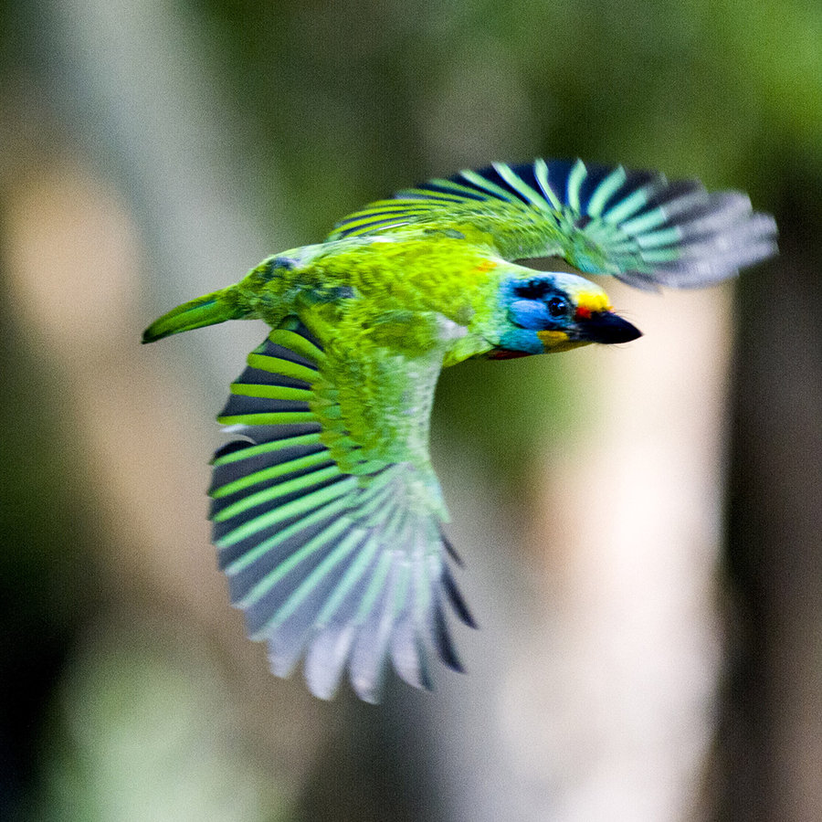 【五色鸟摄影图片】台湾大安森林公园生态摄影