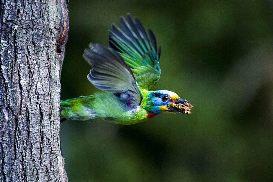 【五色鸟摄影图片】台湾大安森林公园生态摄影