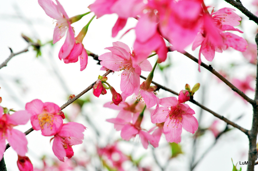 【从化樱花园摄影图片】广州从化生态摄影