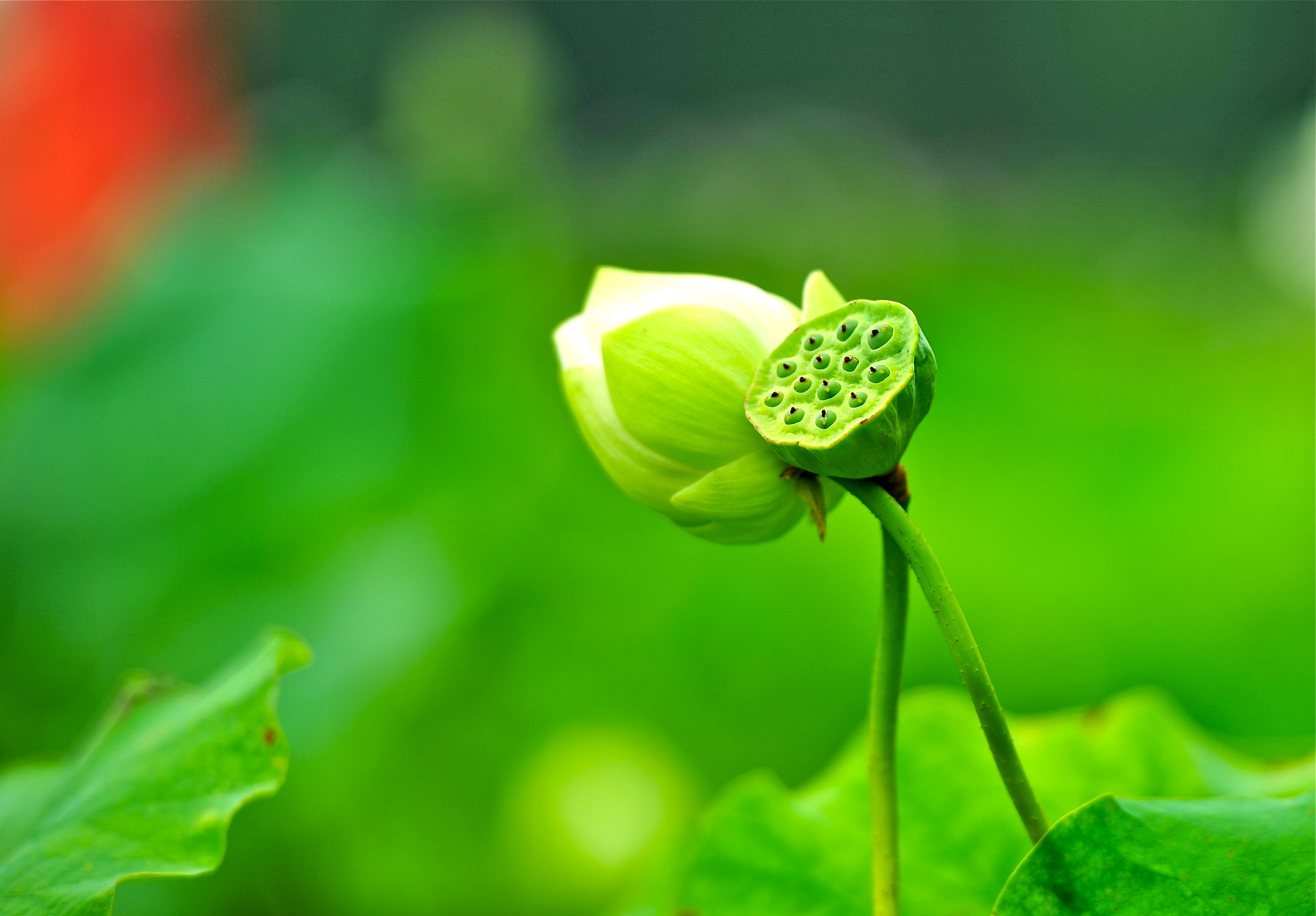 莲花池公园的荷花