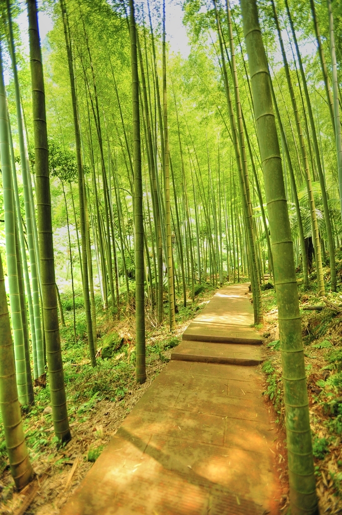 贵州赤水风光(瀑布,竹海,桫椤,丹霞)