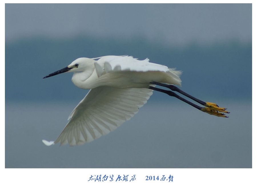 【白鹭展翅摄影图片】江苏无锡太湖生态摄影