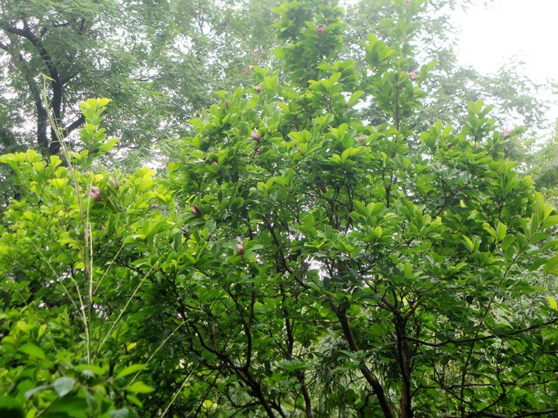 【夏季的紫玉兰摄影图片】宣武艺园纪实摄影