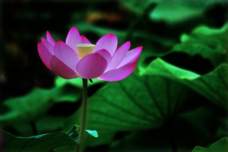 佛前---那枝莲花