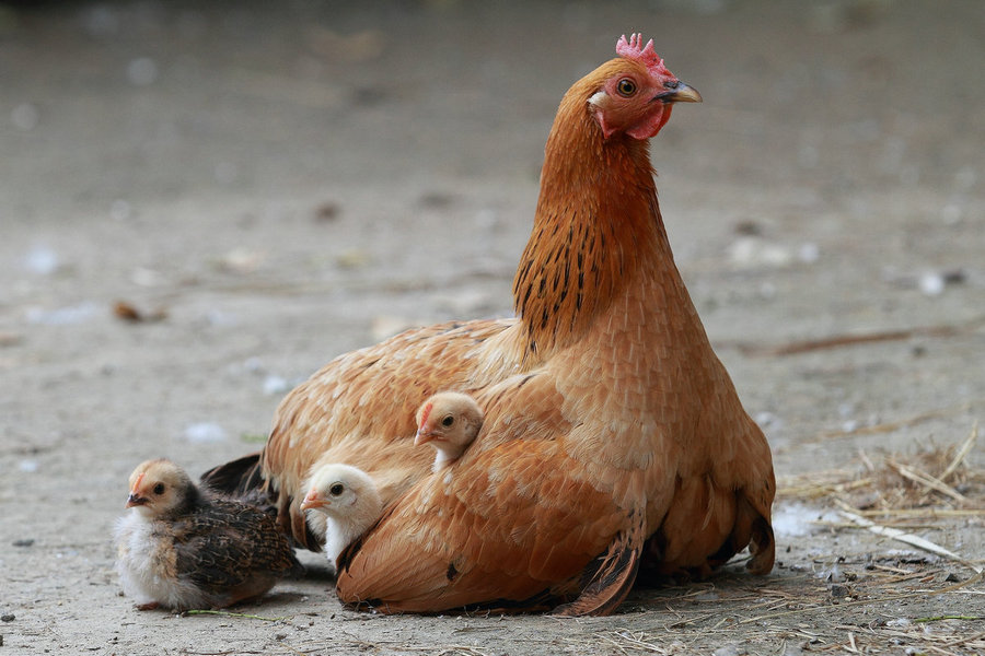 【母爱之情--鸡妈妈摄影图片】南京生态摄影