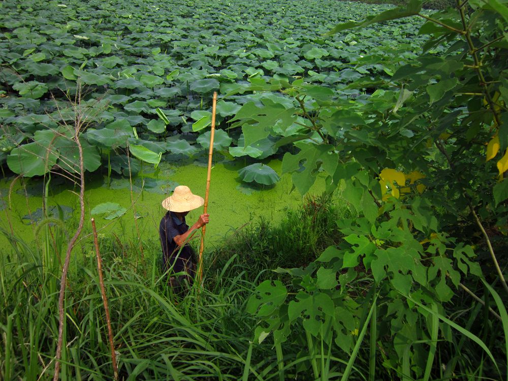 【荷塘偶遇老大爷摄影图片】黄石花湖风光摄影_红山传人视觉_太平洋