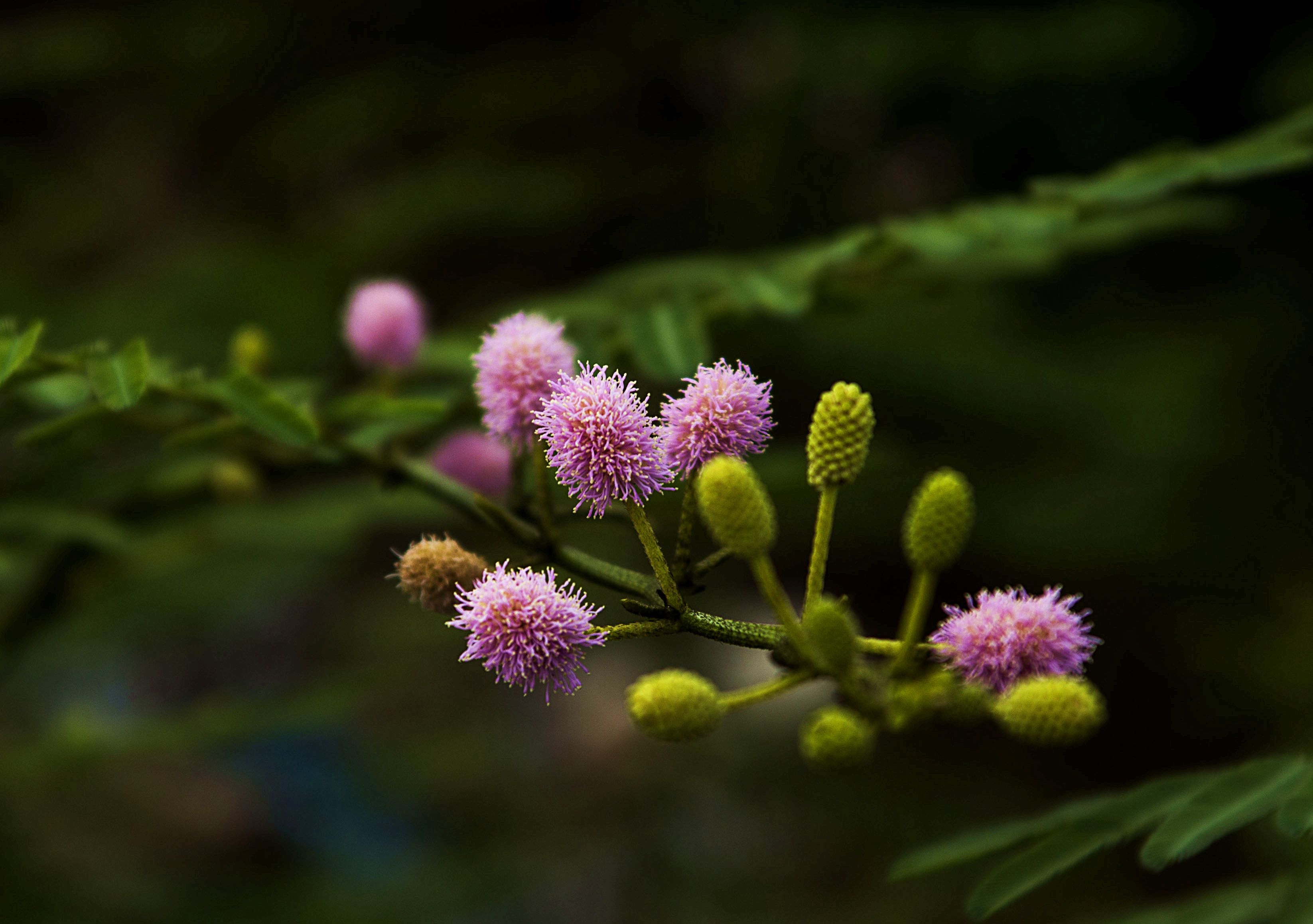 含羞树花开