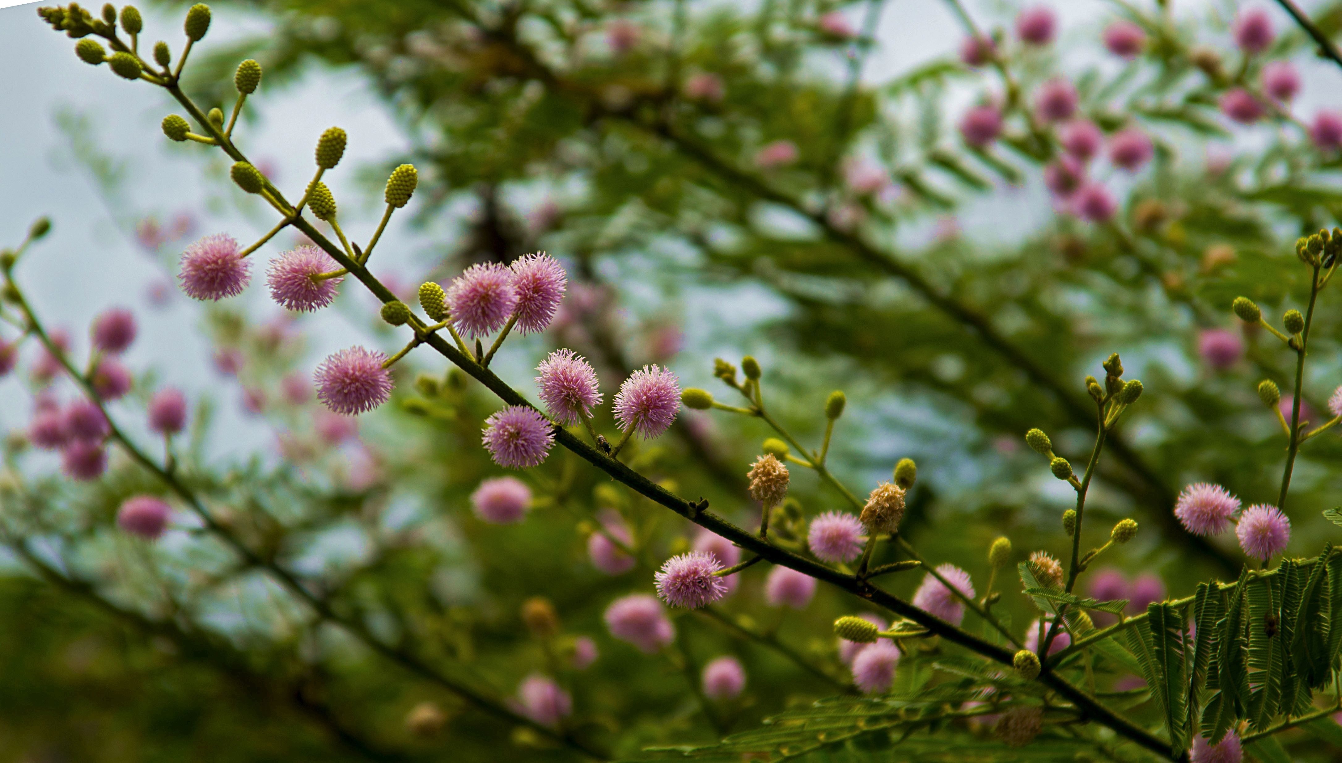 含羞树花开