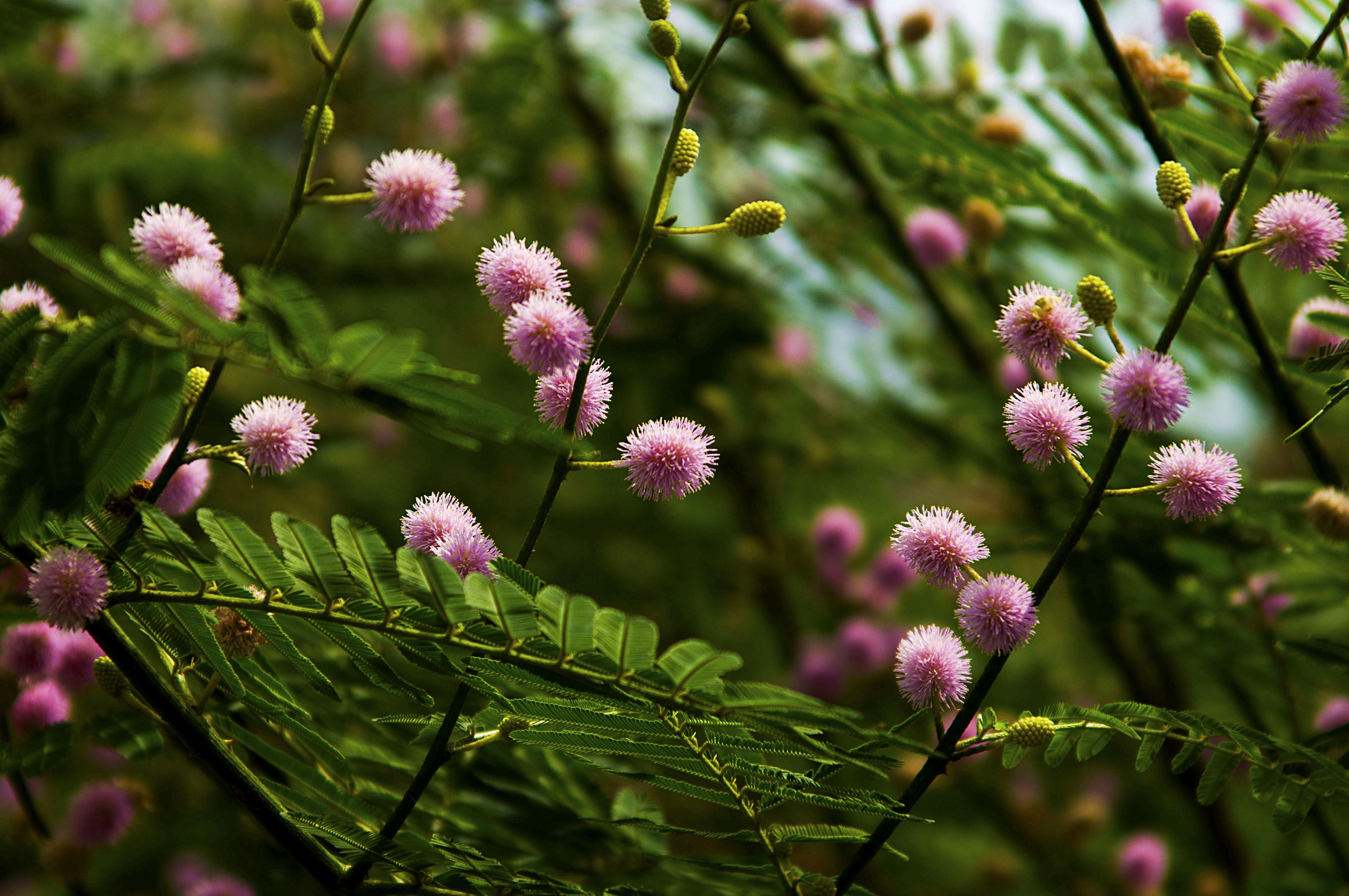 含羞树花开