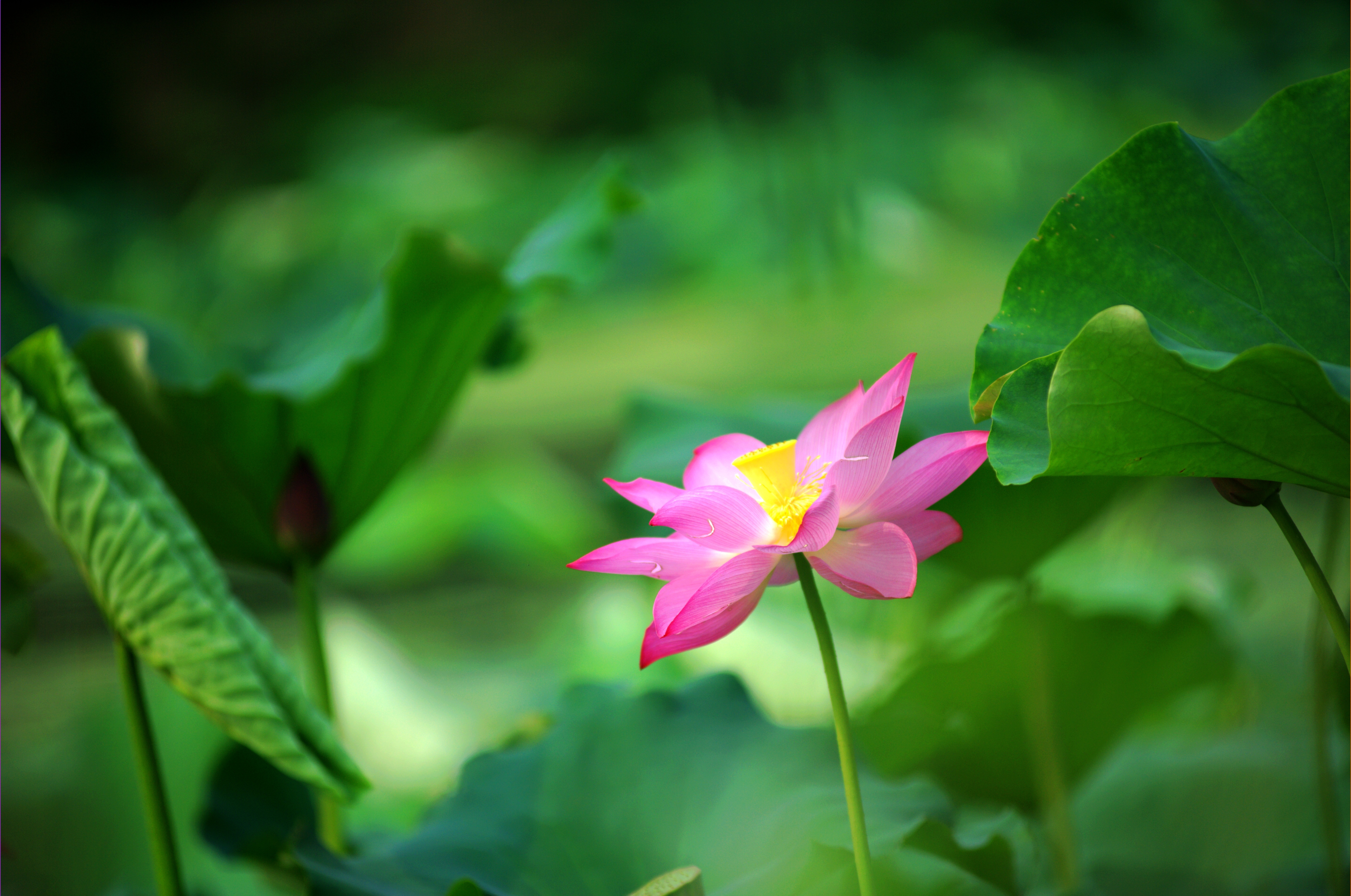 国画山水工笔画国画荷花,梅花,花鸟,竹子,兰