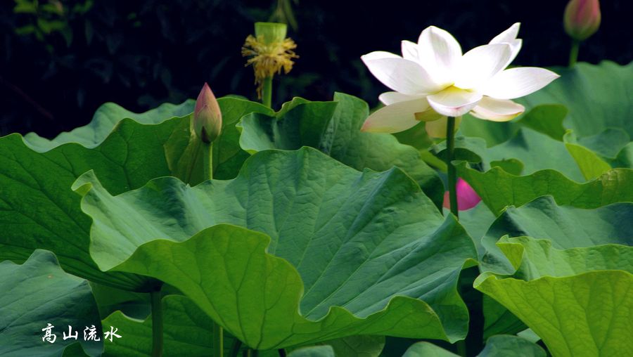 纯洁高雅白莲花