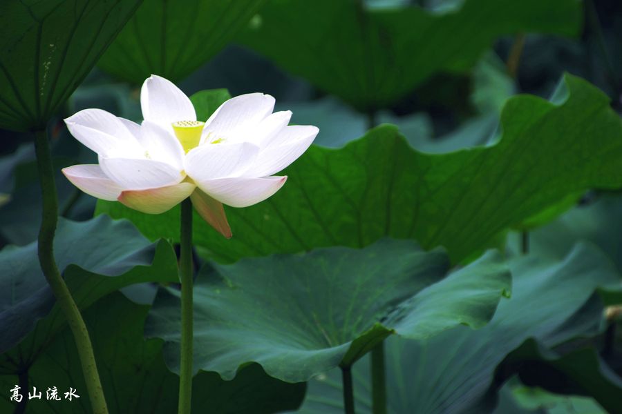 纯洁高雅白莲花