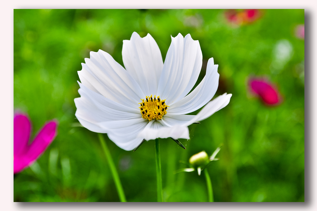 格桑花