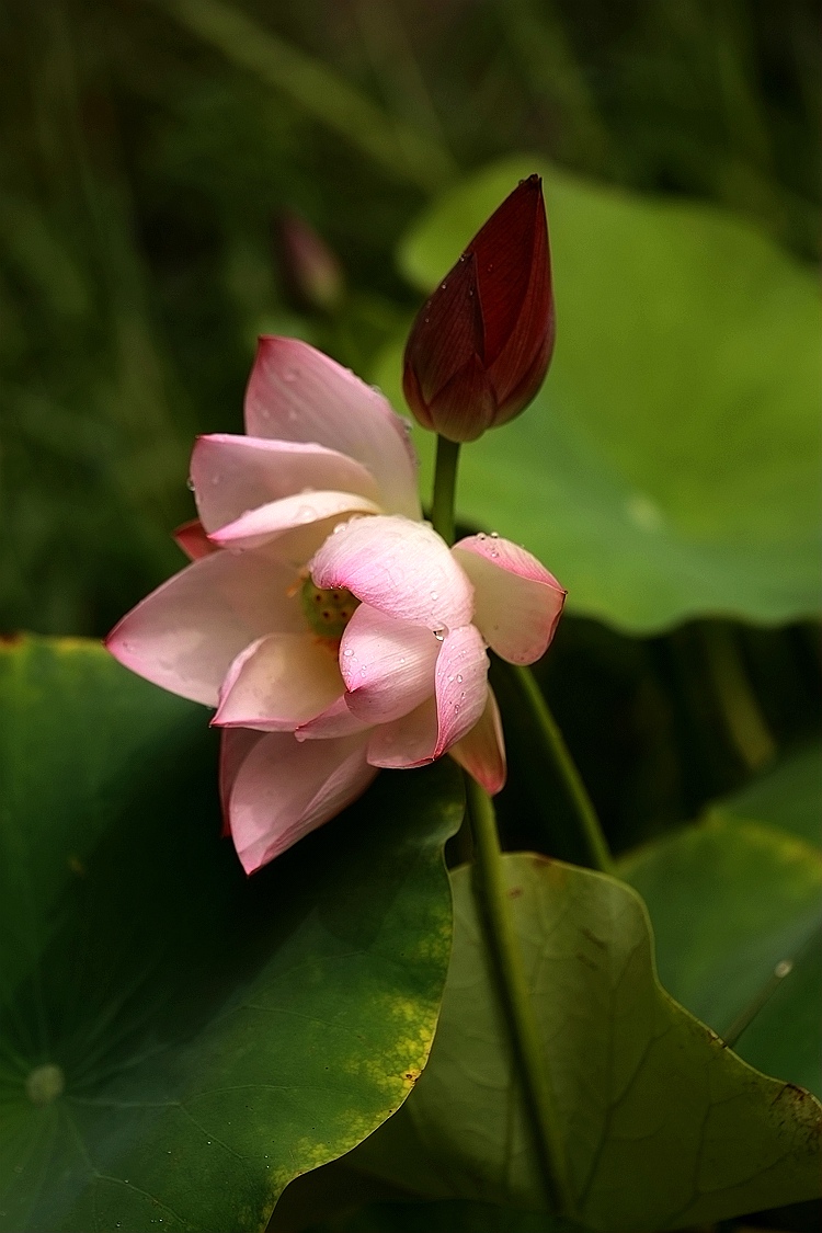 莲花池的荷花