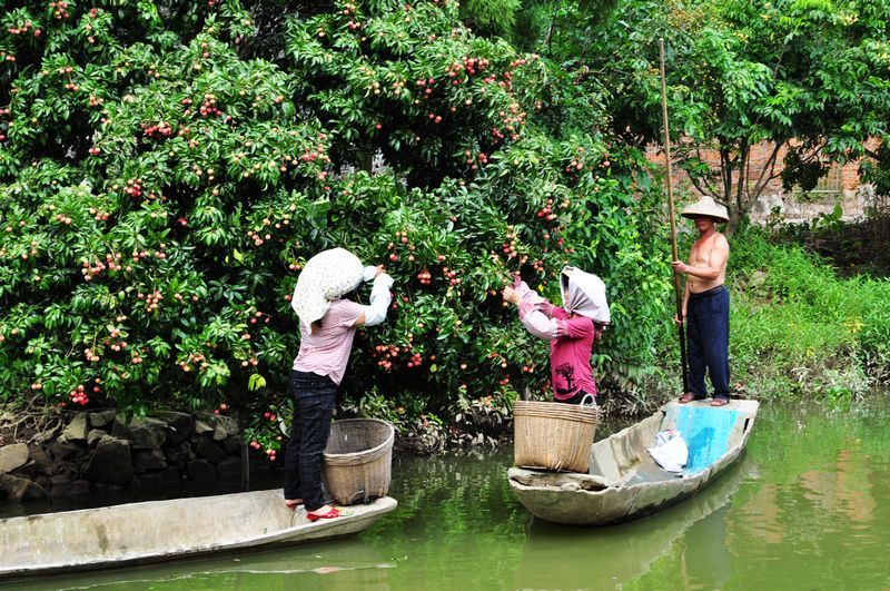 【荔枝成熟时摄影图片】珠海 斗门纪实摄影