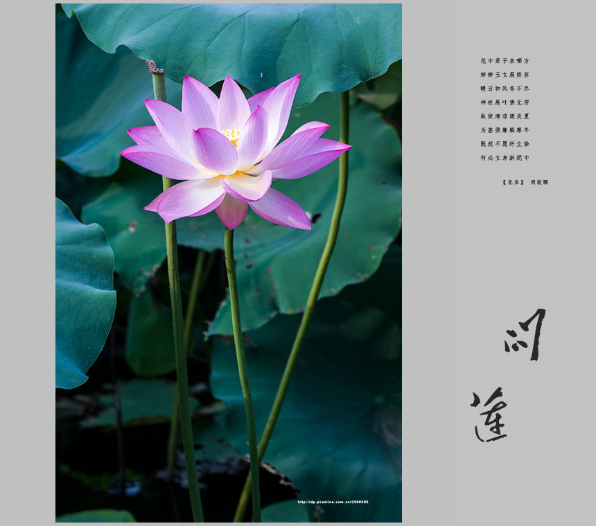 问莲