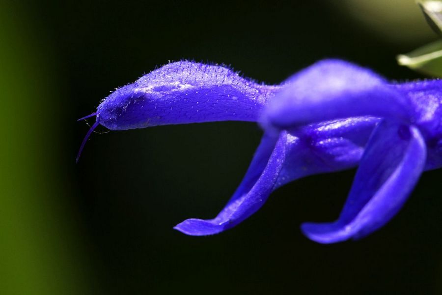 深蓝鼠尾草