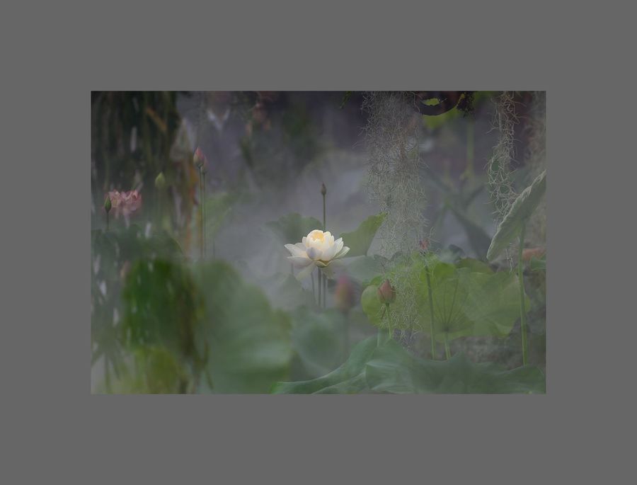 【空翠幽莲摄影图片】生活摄影