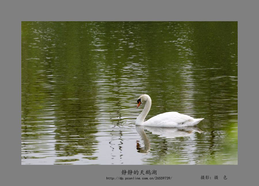 【静静的天鹅湖摄影图片】重庆大学城重庆医科
