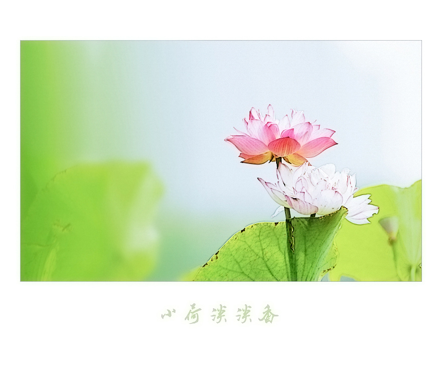 小荷淡淡香