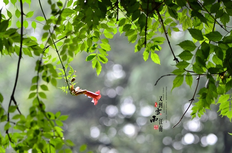 尼康 d7000 查看原图 作品简介 又到江南梅雨季