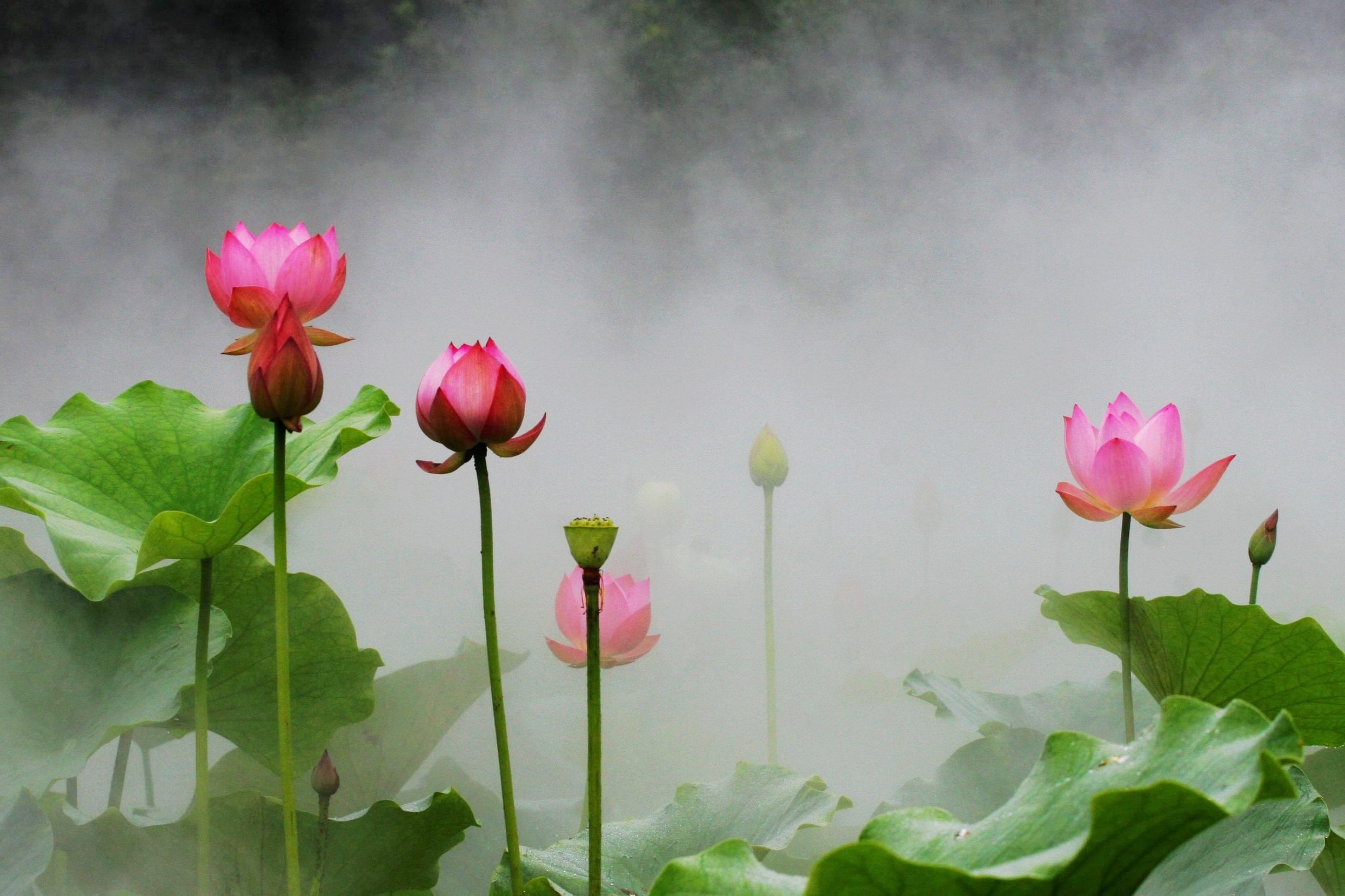 雾里看花