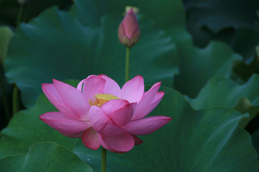 今年荷花