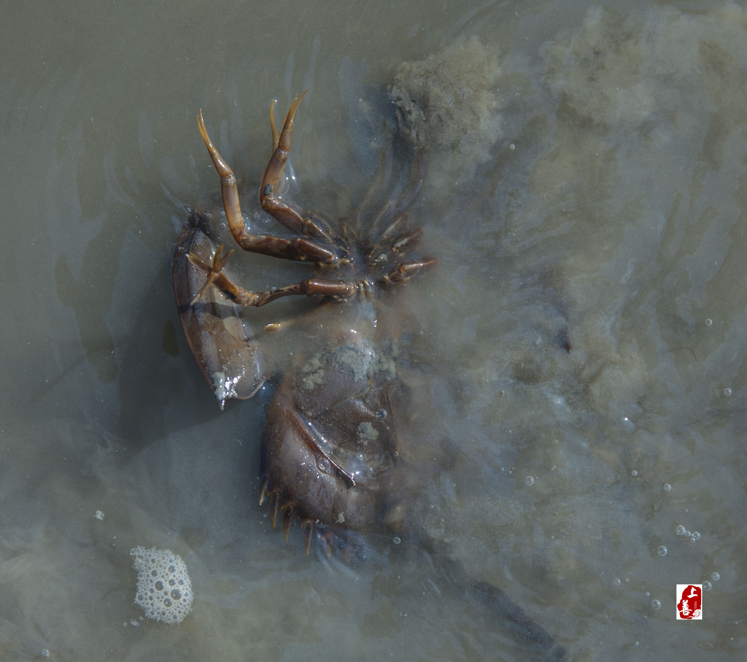 现代活化石--海霸王