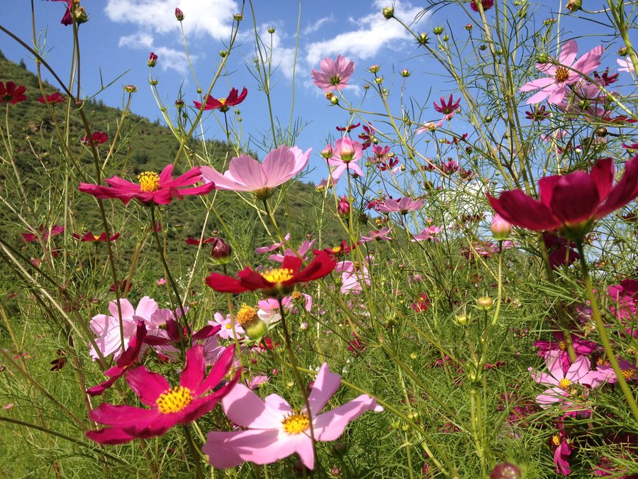 格桑花